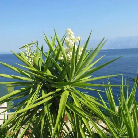 House Jakov Holiday home